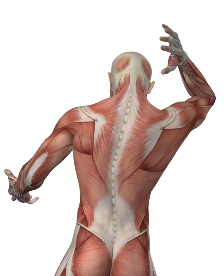 Thai massage therapist